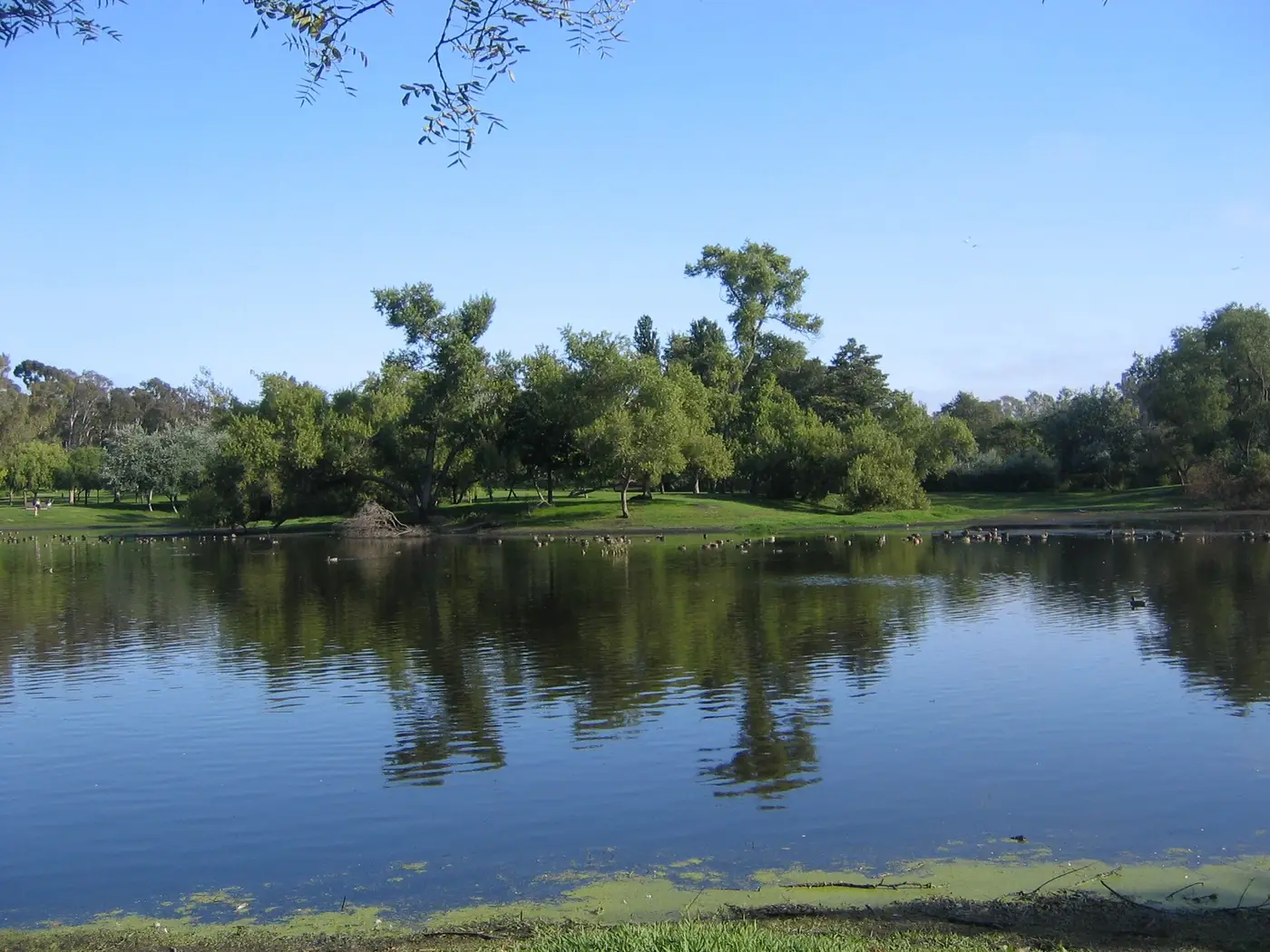 Mature trees and open lawn reflected in one of the lakes at Huntington Central Park, with waterbirds gathered along the far bank.